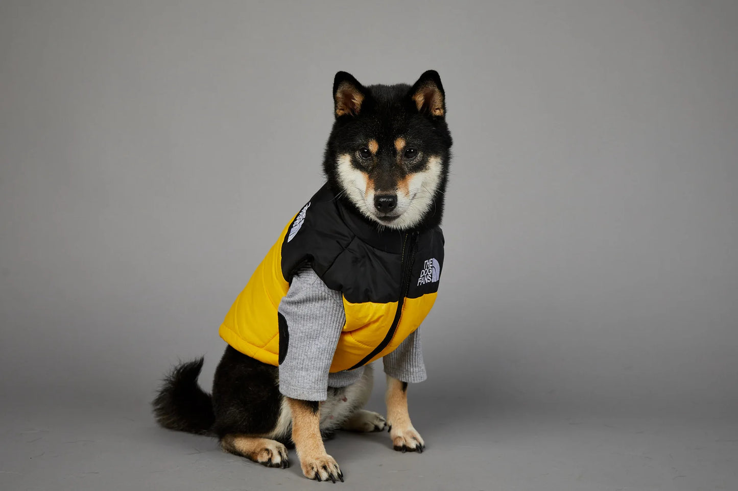 Zhejiang Dog Face Toys And Accessories Trendy Pet Gifts