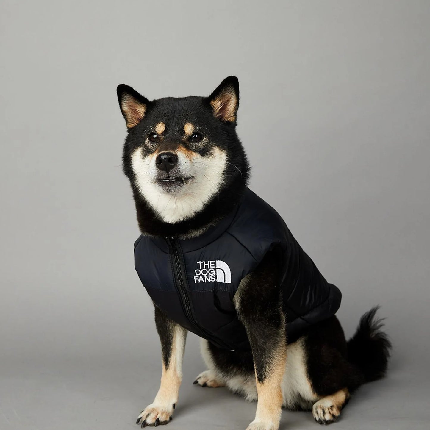 Zhejiang Dog Face Toys And Accessories Trendy Pet Gifts