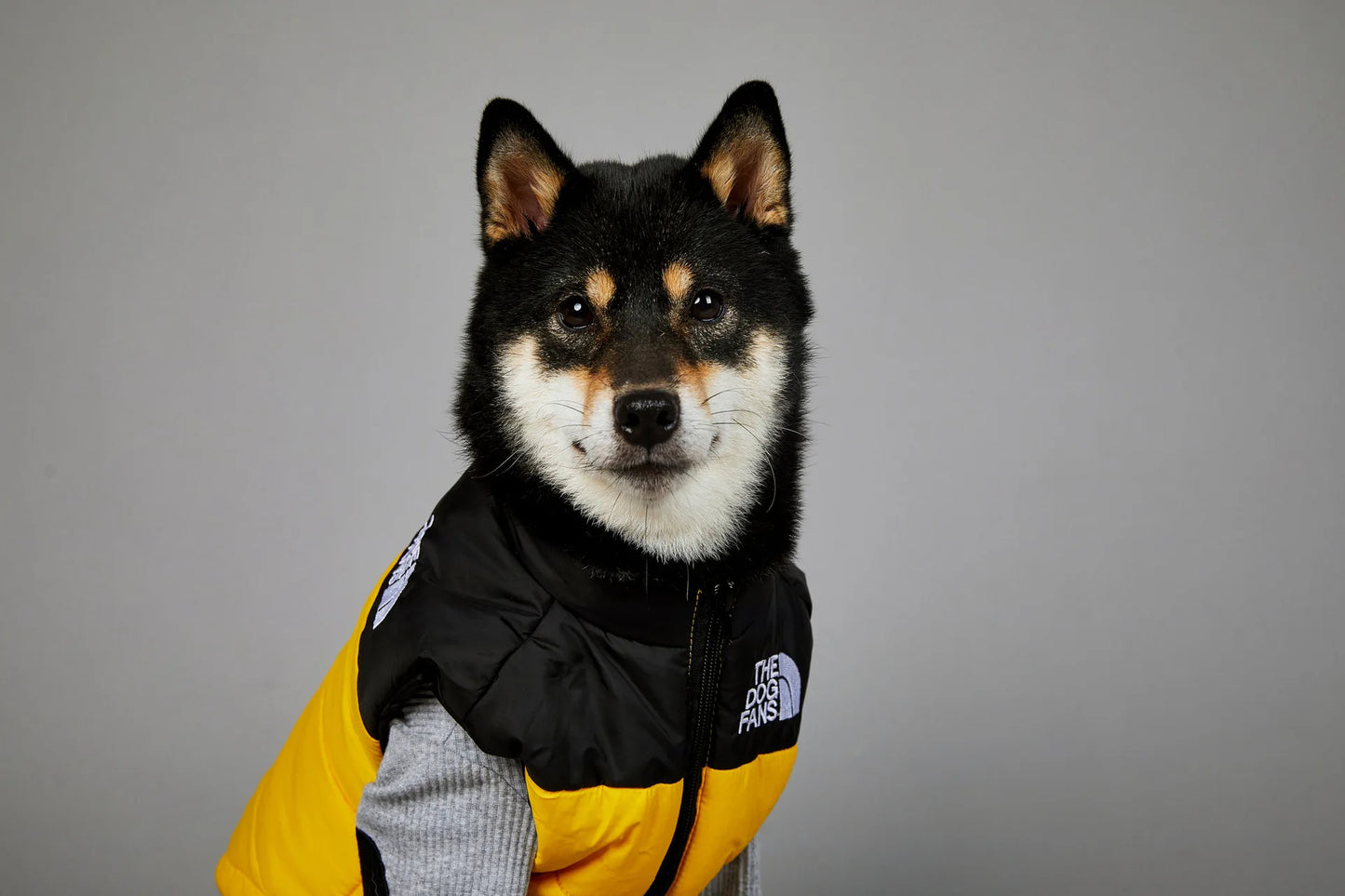 Zhejiang Dog Face Toys And Accessories Trendy Pet Gifts